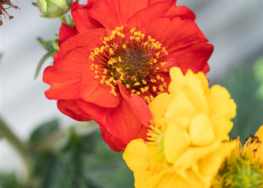 Geum coccineum