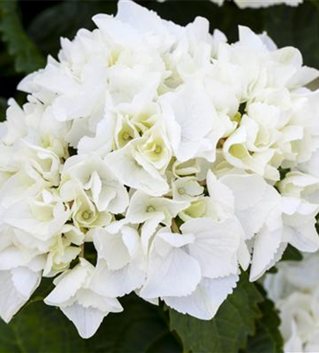 Hydrangea macrophylla, weiß