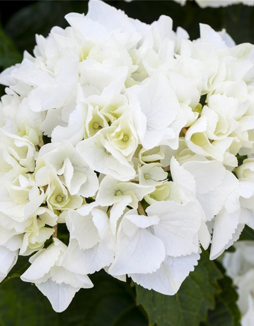 Hydrangea macrophylla, weiß