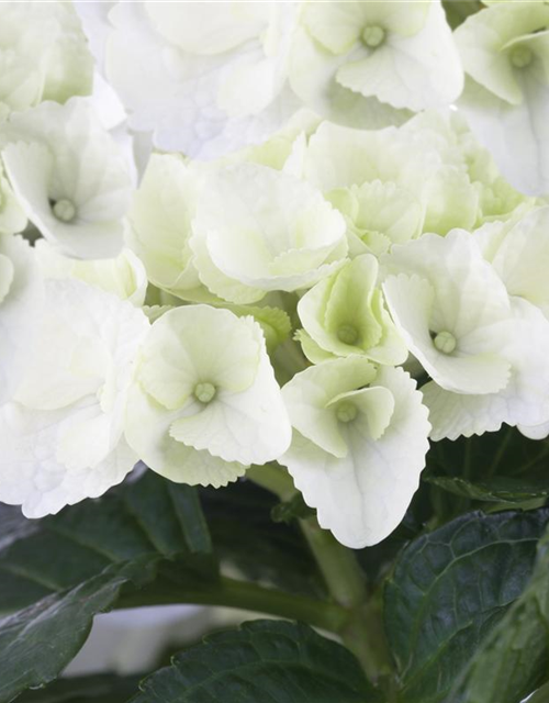 Hydrangea macrophylla, weiß