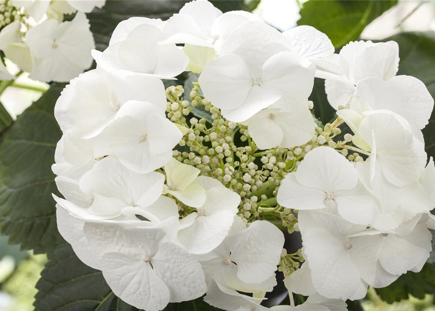 Hydrangea macrophylla, weiß