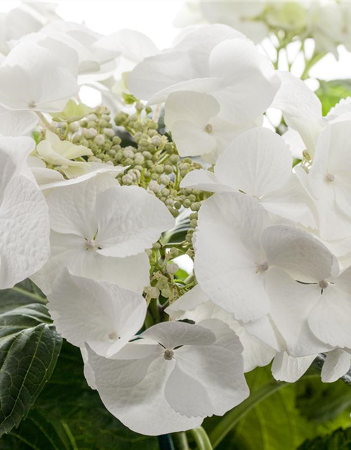 Hydrangea macrophylla, weiß