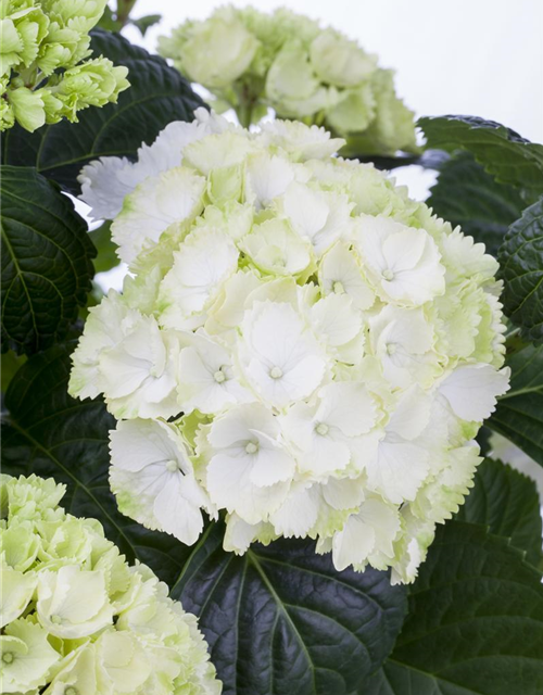 Hydrangea macrophylla, weiß