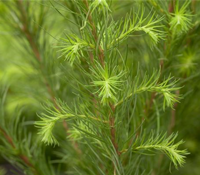 Larix decidua