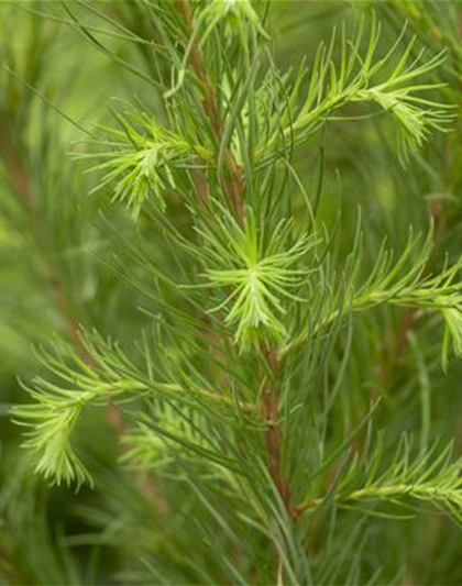 Larix decidua