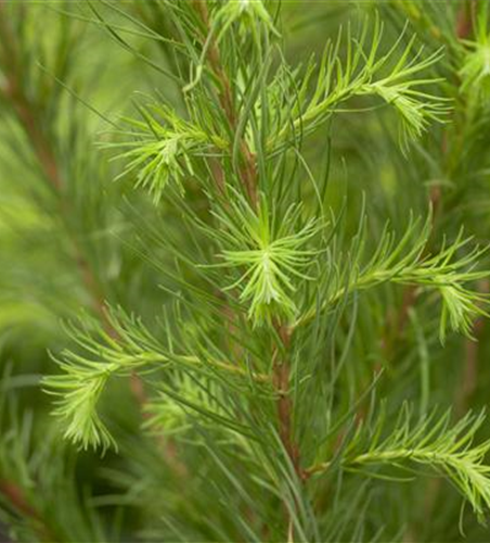 Larix decidua