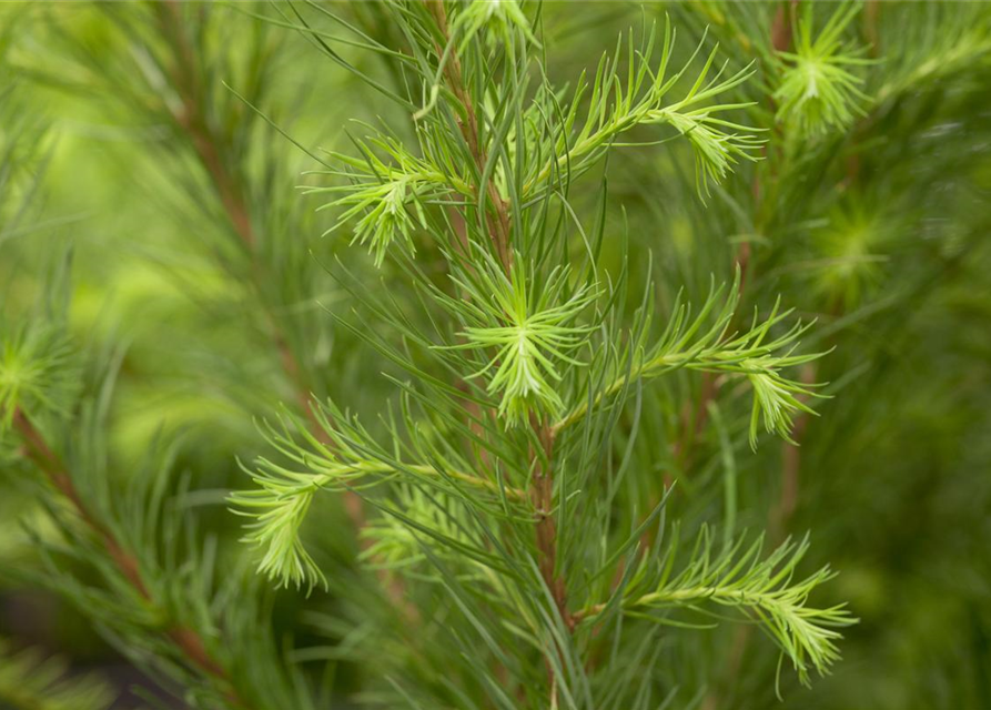 Larix decidua