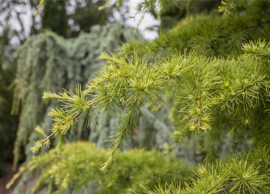 Larix decidua