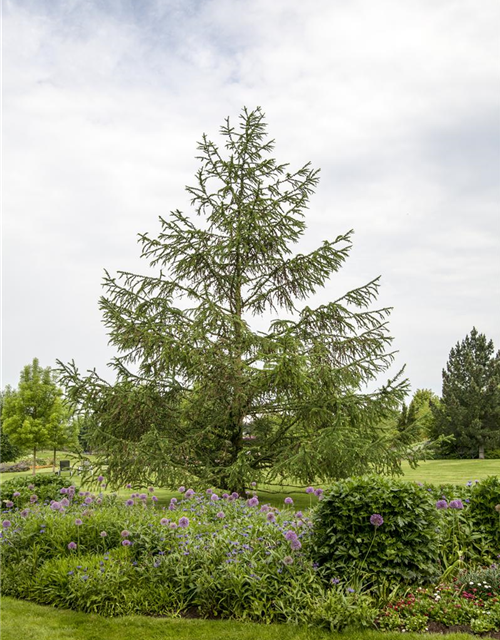 Larix decidua