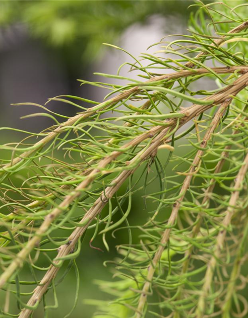 Larix decidua