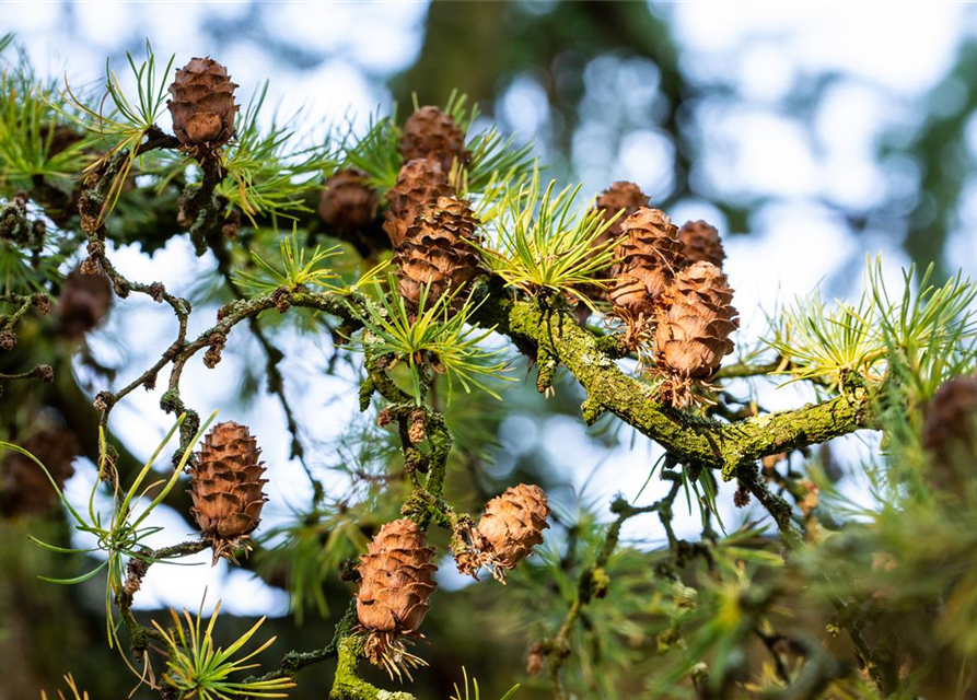 Larix decidua