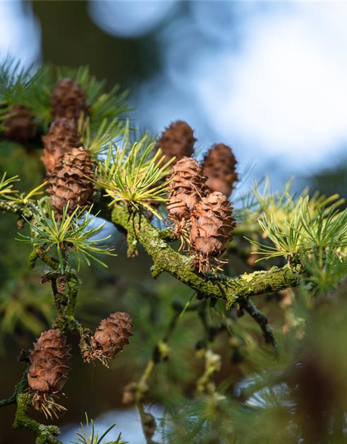 Larix decidua