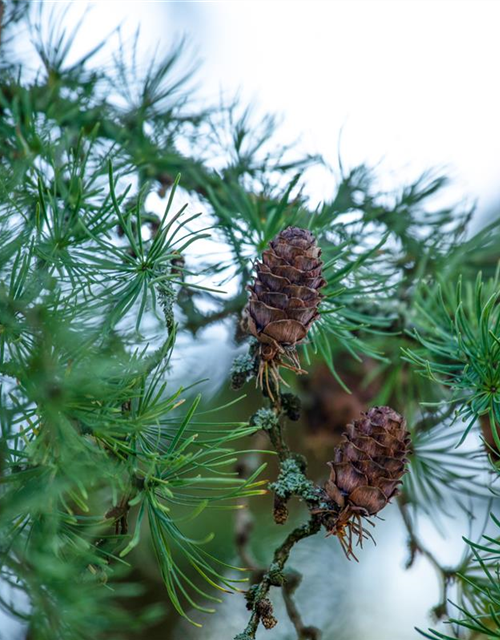 Larix decidua