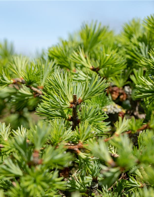 Larix decidua