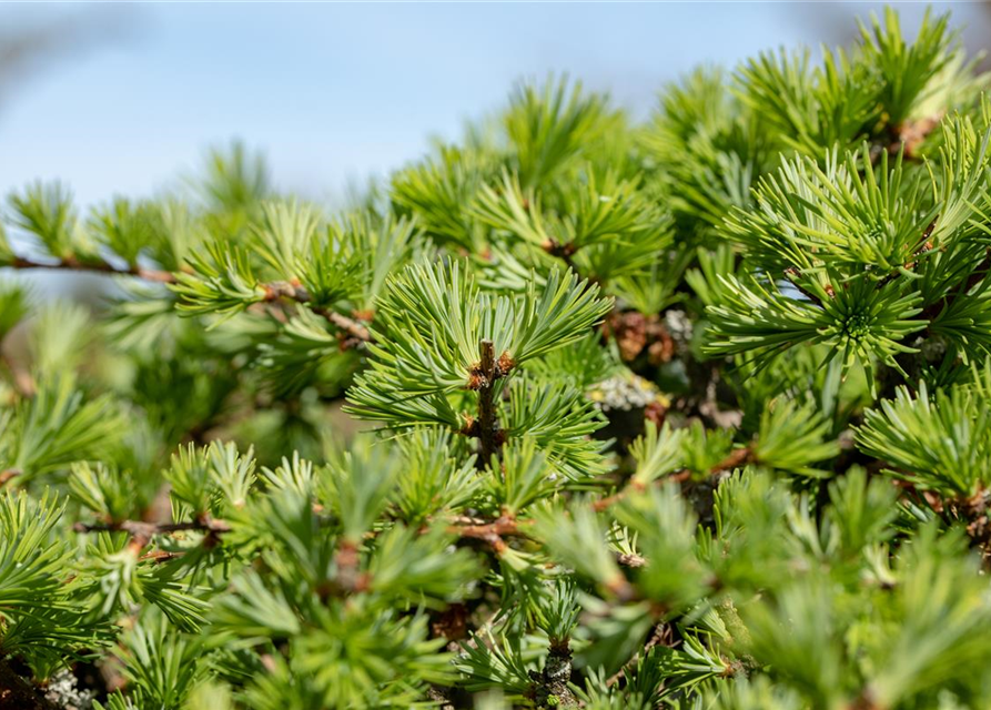 Larix decidua