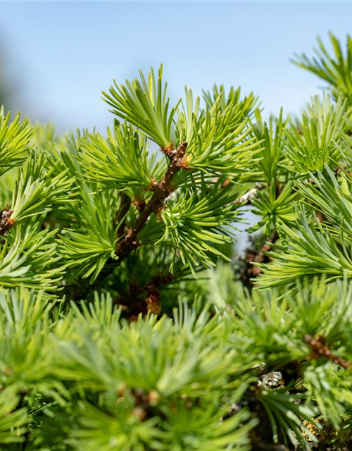 Larix decidua