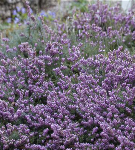 Erica carnea