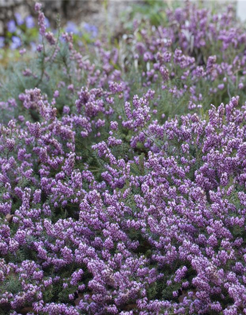 Erica carnea