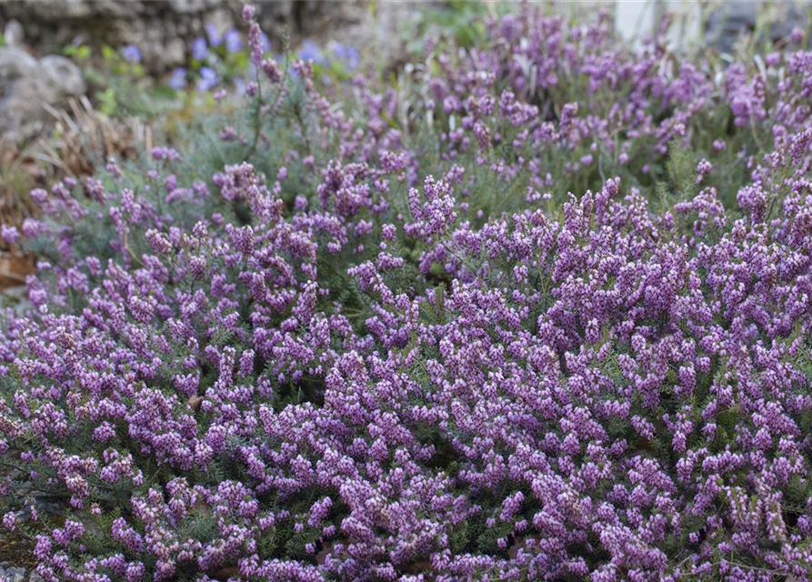 Erica carnea