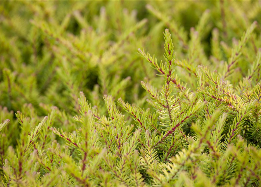 Erica carnea