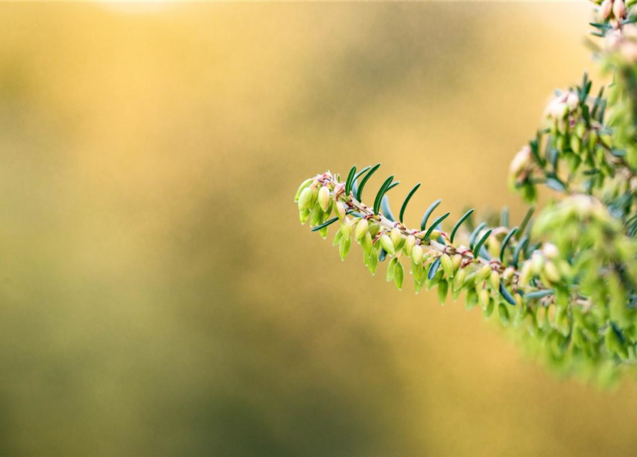 Erica carnea