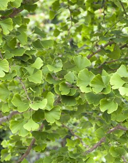 Ginkgo biloba