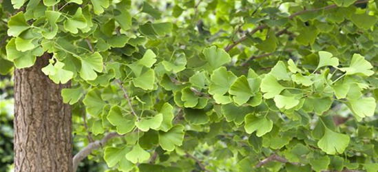 Ginkgo biloba