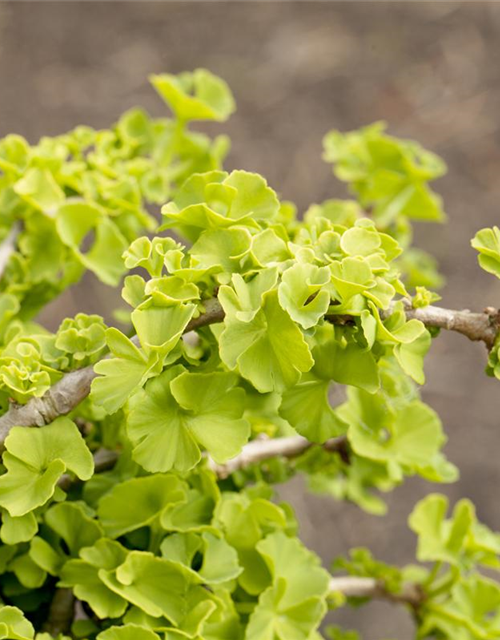 Ginkgo biloba