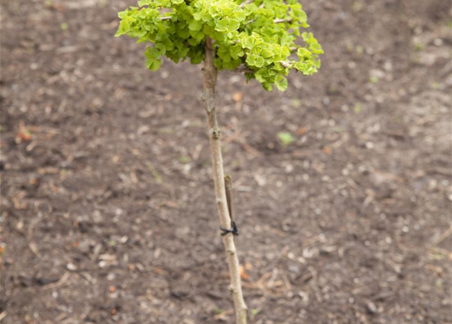 Ginkgo biloba