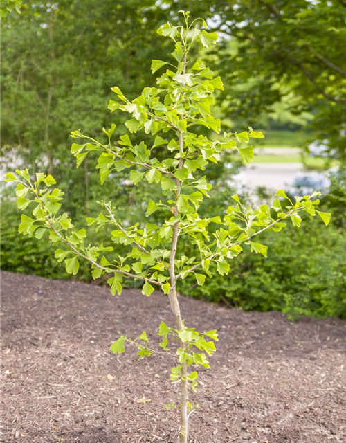 Ginkgo biloba