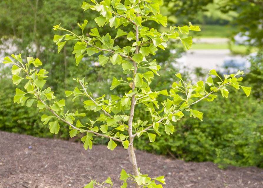 Ginkgo biloba