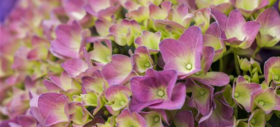 Hydrangea 'Magical'® Four Seasons