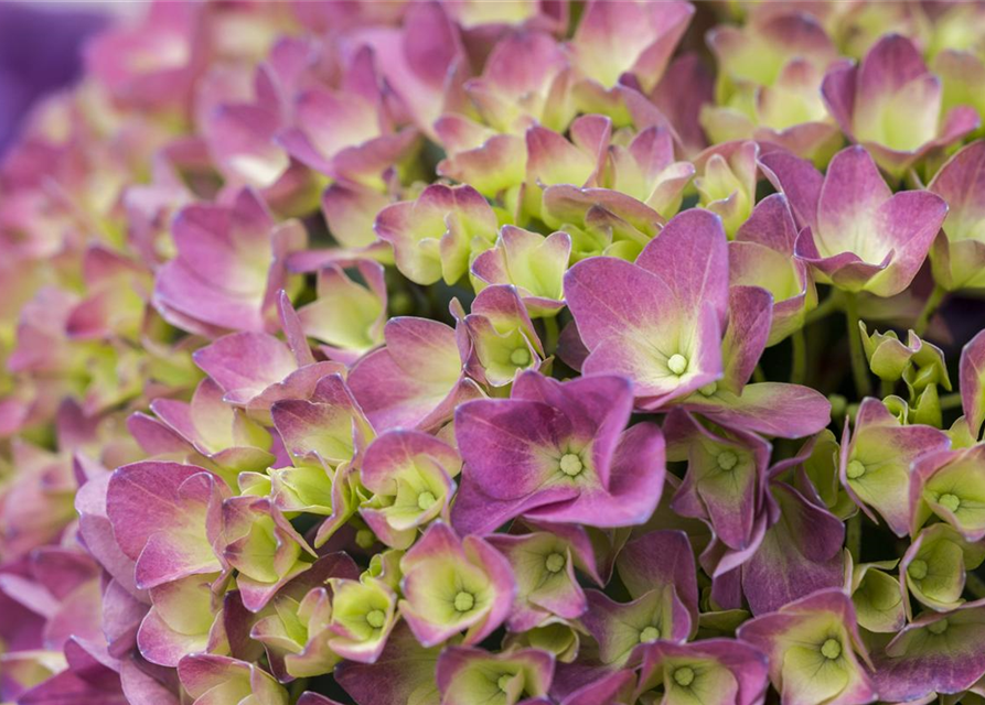 Hydrangea 'Magical'® Four Seasons