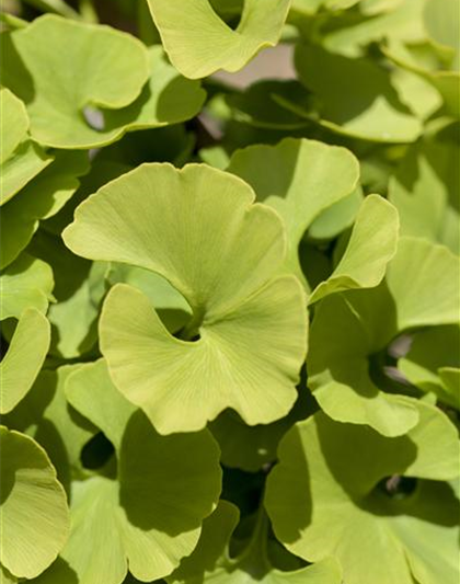 Ginkgo biloba 'Mariken'