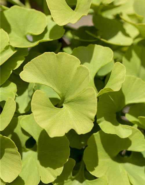 Ginkgo biloba 'Mariken'