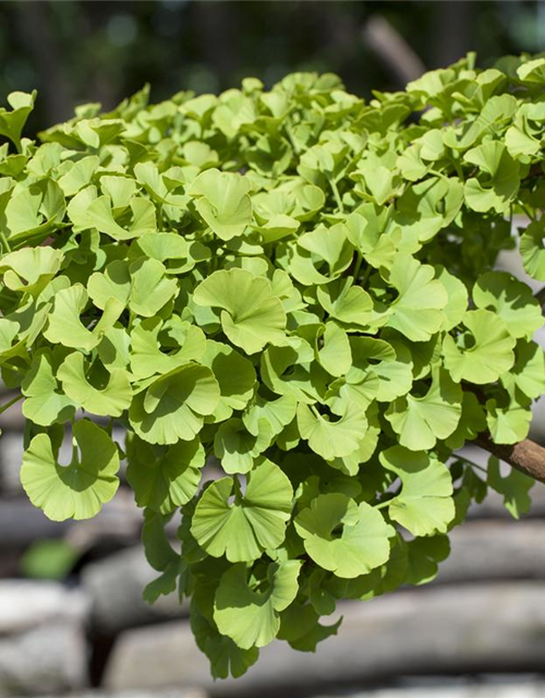 Ginkgo biloba 'Mariken'