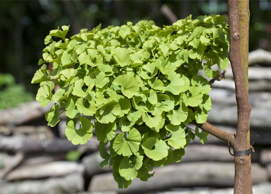 Ginkgo biloba 'Mariken'