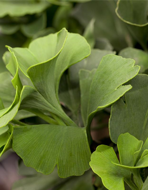 Ginkgo biloba 'Mariken'