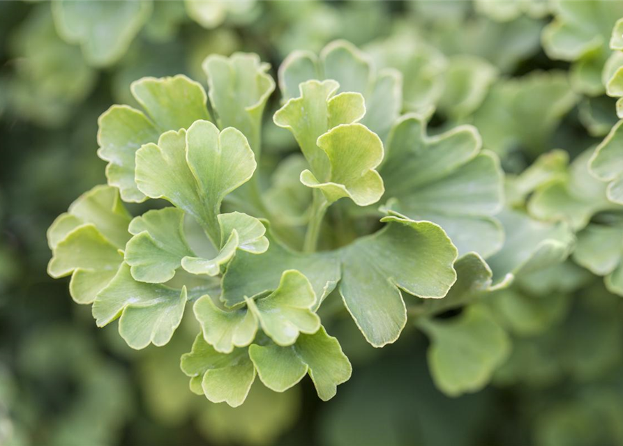 Ginkgo biloba 'Mariken'