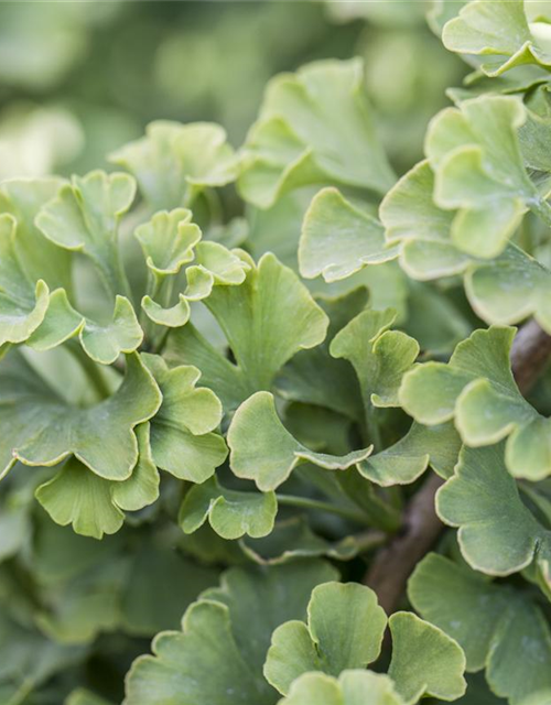 Ginkgo biloba 'Mariken'