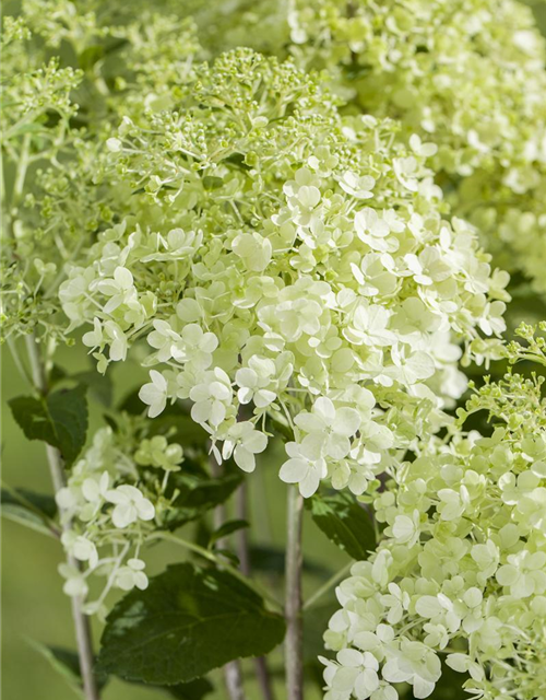 Hydrangea paniculata