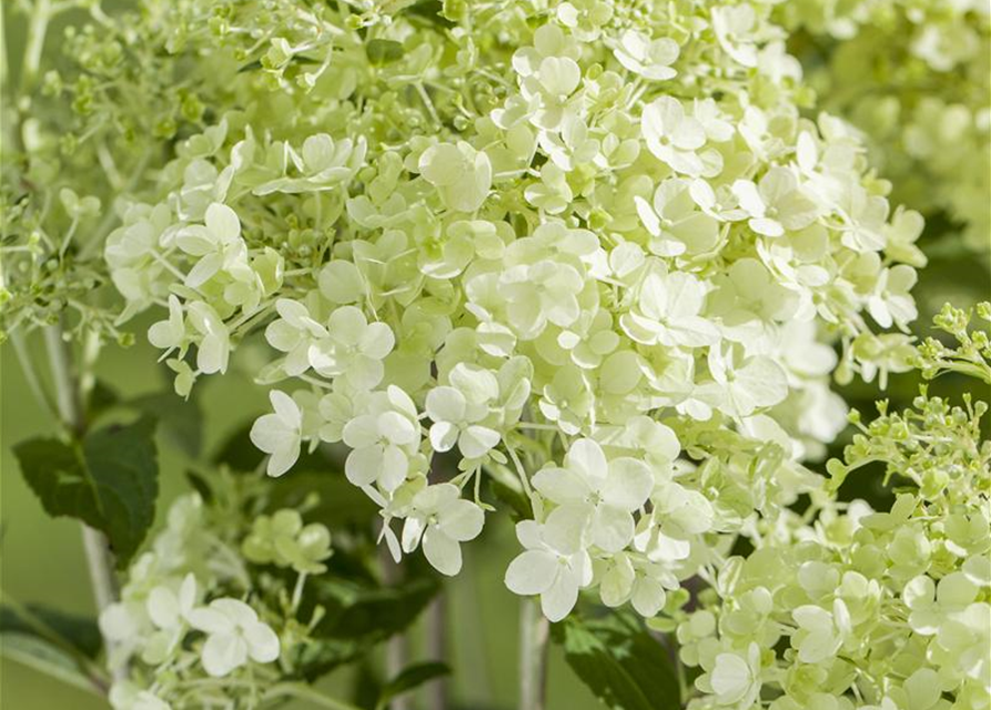 Hydrangea paniculata