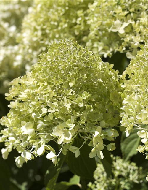 Hydrangea paniculata