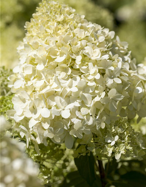 Hydrangea paniculata