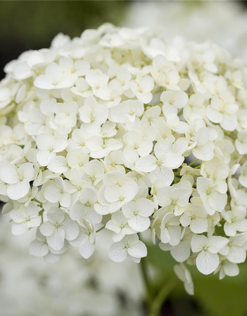 Hydrangea paniculata