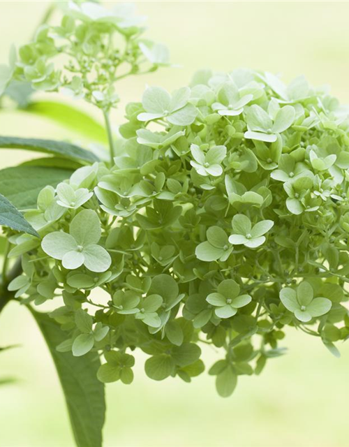 Hydrangea paniculata