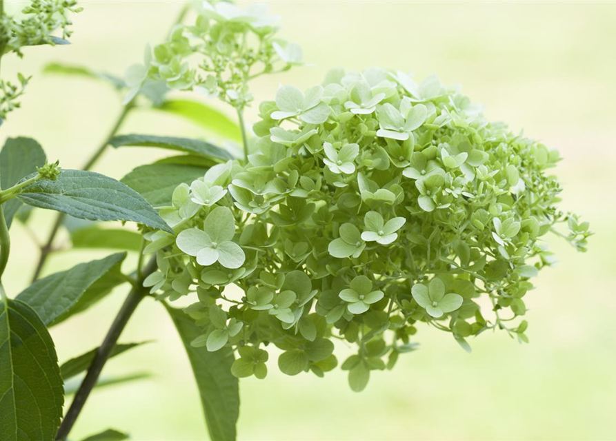 Hydrangea paniculata