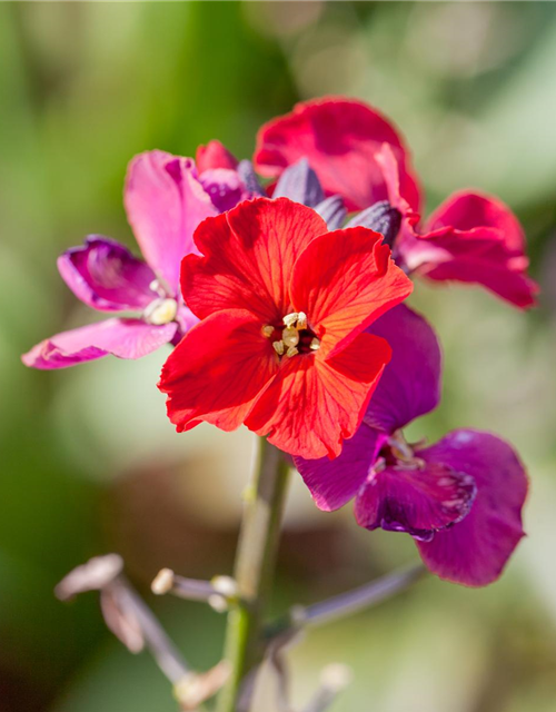 Erysimum cheiri