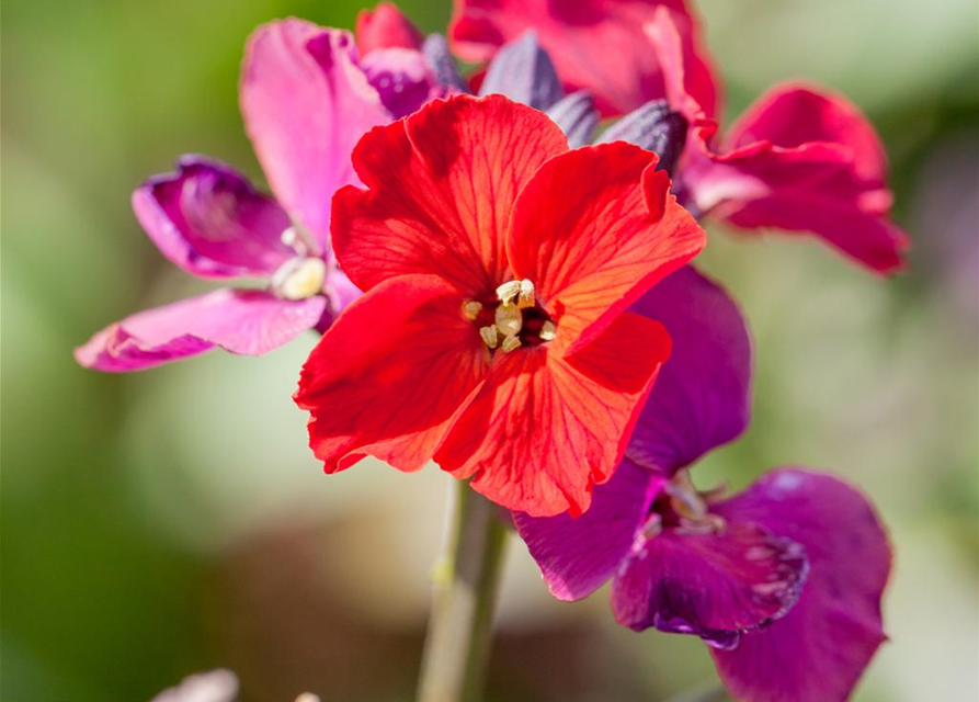 Erysimum cheiri