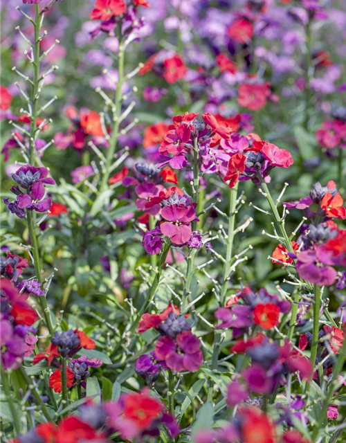 Erysimum cheiri